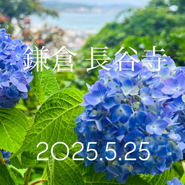 【鎌倉の紫陽花】2025.5.25撮影