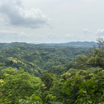 新緑眩しい鎌倉ハイキングに出掛けませんか？