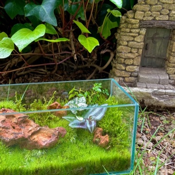 おうち癒やし時間～♡小さな森。。。