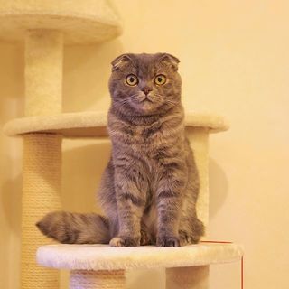 猫宅紀行、知らない町へのお出かけ。