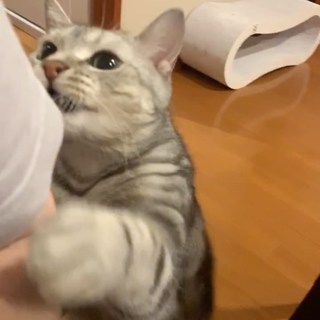 ママー！　在宅勤務中でも、僕にかまって！