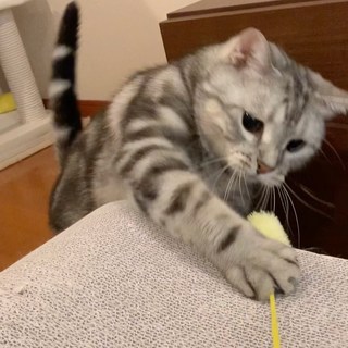 猫じゃらしでエキサイト！