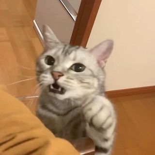 「おかあさん！」しゃべる猫　アラン
