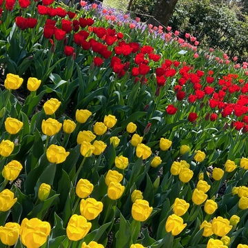 京都人の気張らないお花見処