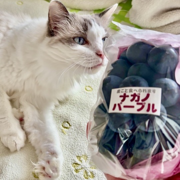 信州からの秋の便りが届きました🍇