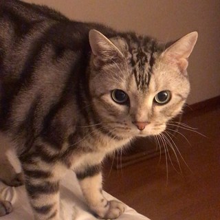 「ママ。おはよう」ってしゃべる猫、アラン