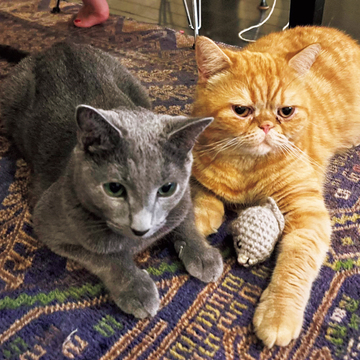 【あの人の溺愛ねこ図鑑 第35回】スタイリスト・郡山雅代さんの愛猫、ピロシキ&チャイ