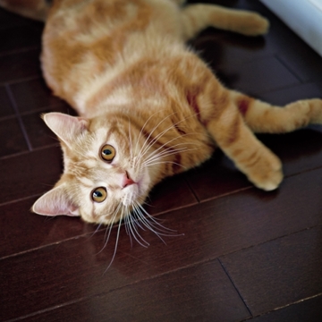 【あの人の溺愛ねこ図鑑 第3回】倉田真由美さんの愛猫はアメリカン・ショートヘアのれお