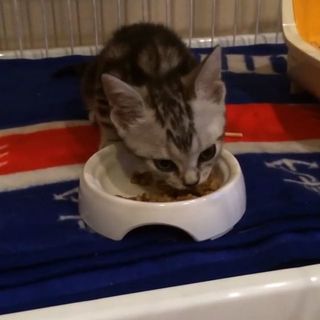 ベビーアランの食事