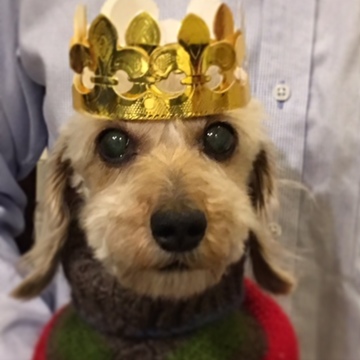 大好き！ペット⑧愛らしいカニンヘンダックス。女子高生にモテモテです（笑）