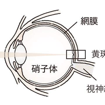50歳以上は発症率アップ！ 「加齢黄斑変性」の症状と予防法とは？