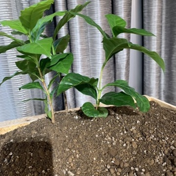 NESPRESSO ネスプレッソ リサイクルプログラムの取り組み♪