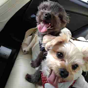 春の犬旅♡ 人気のグランピング（GRAMPISPA瀬戸内）に行ってきました♬