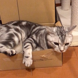 お気に入りの箱に入っていたら、あっ！