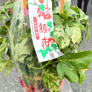 入谷朝顔まつり