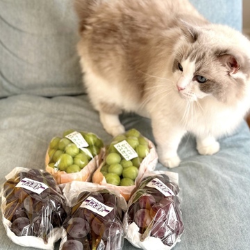 信州から秋の便りが届きました🍇