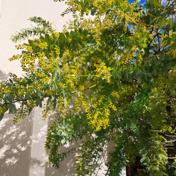 今年のミモザと30年前の想い出