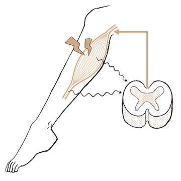 【50代、足と脚の違和感】痛みが辛い！こむら返りの対策や予防方法とは？