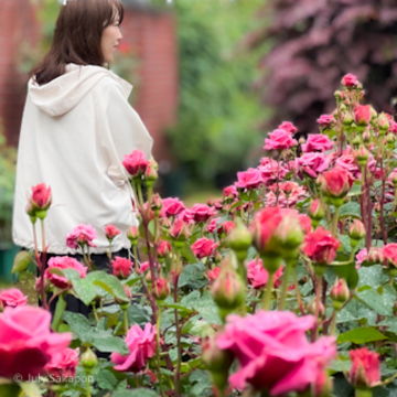 雨のバラ園へ行ってみた@横浜イングリッシュガーデン
