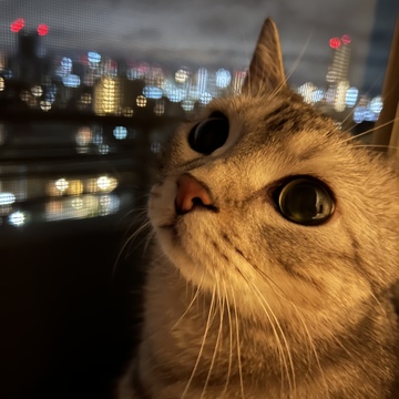 夜の猫