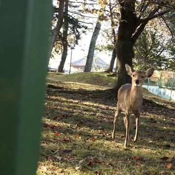 阿修羅のごとき信号機。