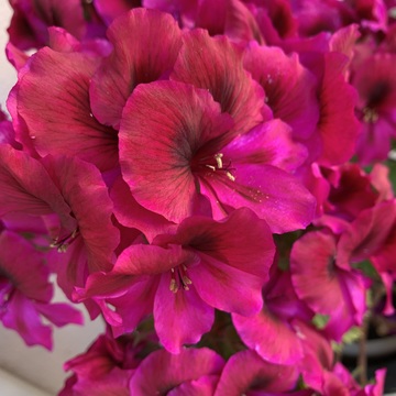 華やかなバーガンディに気分が上がります