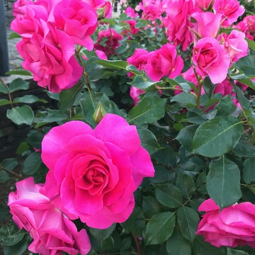 港が見える丘公園☀︎〜英国風庭園◎華やかな薔薇たち