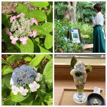 和のあじさいと紫陽花パフェ。