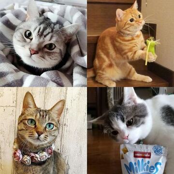 【にゃんスタ厳選集】猫たちがとびきり可愛いショットで、お気に入りグッズをご紹介♪