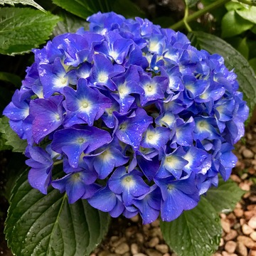 雨の日の紫陽花。