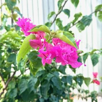 宮古島旅日記  ─ ドライブ編