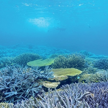 今年の夏は『ハレクラニ沖縄』でSDGsについて楽しく学んでみるのはいかが？