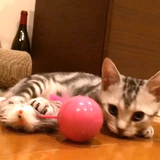 ベビーアランは遊ぶのが仕事です