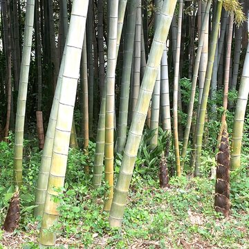 お庭でたけのこ堀してきました。新鮮なタケノコの見分け方は…