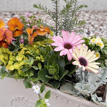 春のお花を手軽に楽しむコンテナガーデン作り