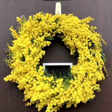 Mimosa Day 2024！！！