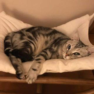 雨の日は二度寝に限るにゃ