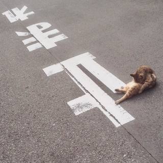 ある散歩での収獲。