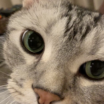 3度目の犬疑惑！ワンワン！って鳴く猫【動画】