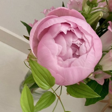 芍薬の季節ですね。蕾がほころび、満開になりました。