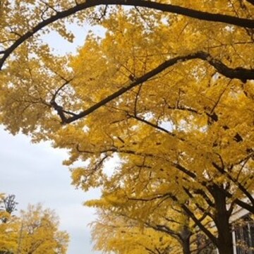 横浜紅葉間に合いました