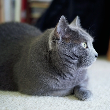 【あの人の溺愛ねこ図鑑 第7回】鹿島 茂さんの愛猫は美しいシャルトリューのグリ