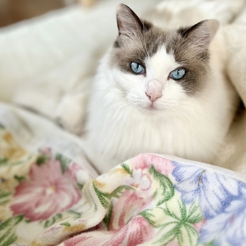 海援隊『贈る言葉』のドーナツ盤と自分では選ばないかも…の花柄の毛布