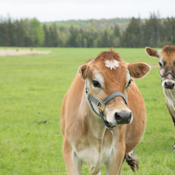 世界で一番美しい島、絶景を楽しむドライブへ【大人の食欲と好奇心を満たす、カナダ／プリンス・エドワード島⑦最終回】 