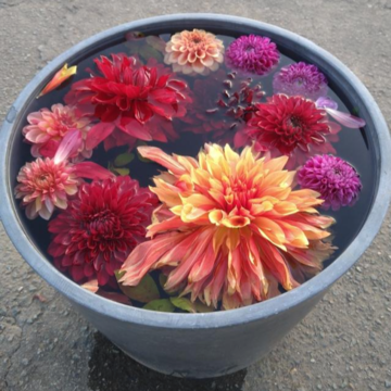 今が見頃。秋田国際ダリア園へ。ジェラートも美味！