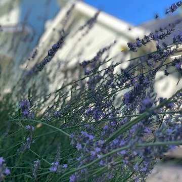 心地のよい場所【お庭編】