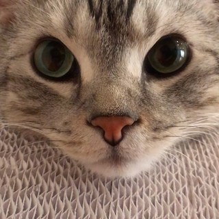 アランはリラックスの達人⁉