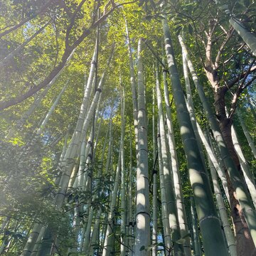 運動を兼ねて、いざ鎌倉報国寺へ