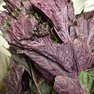 我が家の夏の風物詩