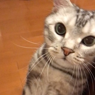 「ごはんだよ！」と呼びに来る猫（動画）